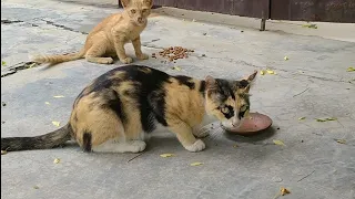 Kitten Wants To Stay With Mother Cat But Mother Has Weaned Him And Hissing Back