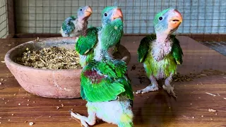 Amazing Talking Parrot Alexandrine Baby