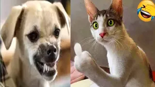 New Funny Animals 2023🐱Funniest Cats and Dogs Videos😀Part 79