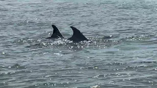 dolphins tour galveston Texas  4K