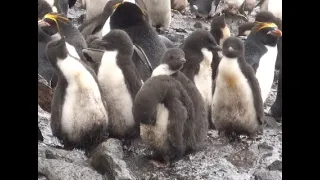 Macaroni Penguin chicks grow quickly! Bird Island, South Georgia