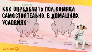 Как определить пол хомяка самостоятельно, в домашних условиях