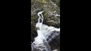 Salmon leaping at the Falls of Feugh Banchory, Aberdeenshire, Scotland.