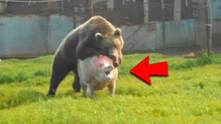 Iată cât de Periculos poate fi un URS! Ursul atacă Vaca, Porcul, Elanul