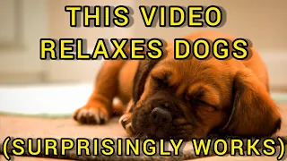 Relax Your Dog With THIS Video (Surprisingly Works!)[Relaxing Reggae and Soft Rock Music for Dogs)🎶🐶