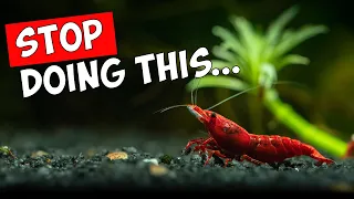 These Mistakes Will Kill Your Shrimp! ☠️🦐