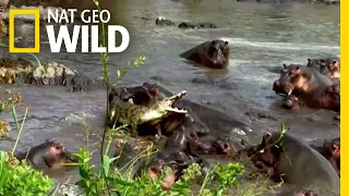 Hippo vs. Crocodile | Nat Geo Wild