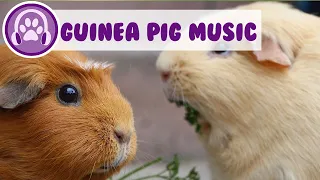 How to Relax My Guinea Pig?! - 3 HOURS of Extra Relaxing Music!