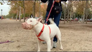 Amenaza a sus vecinos con un machete y un Pitbull en Carabanchel