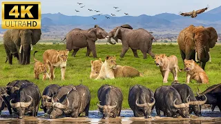 4K African Wildlife: Mana Pools National Park, Zimbabwe - Scenic Wildlife Film With Calming Music