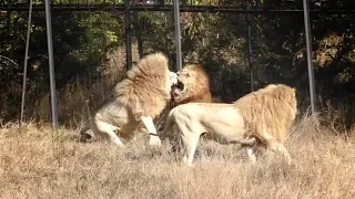 Чип и Дейл спешат на ... драку с Малышом. Львы. Тайган. Lion morning in the savannah of Taigan.