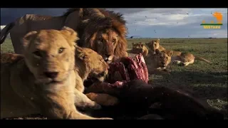 Wild Fauna / Прайд Вумби /  Lion Gangland / Жизнь Львов