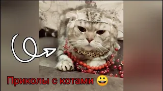 Ржачные моменты с котами 😀😺😀 Смешные коты и кошки #3 😻😺😻