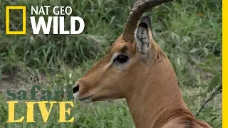 Safari Live - Day 136 | Nat Geo Wild