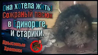 Она хотела жить! 😡 Пожранный пасюк в клинике, и осмотр стариков. 🐭 (Wild Rats | Fansy Rats) 🐭