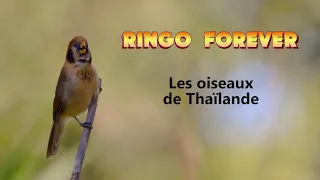 effello - Les oiseaux de Thaïlande (Ringo Willy Cat cover)