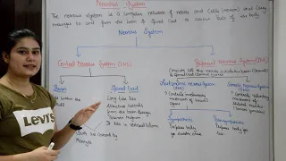 Nervous System in Hindi | Brain | Spinal Cord | Central & Peripheral Nervous System