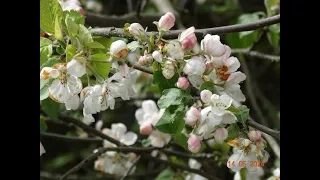 Вновь в ароматной красоте цветущих яблонь кружева…