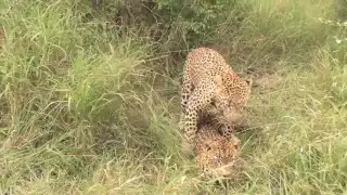 Leopards mating