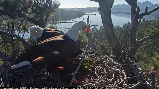 Shadow brings a fish FOBBV CAM Big Bear Bald Eagle Live Nest Cam 1 / Wide View - Cam 2