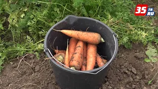 Уборка чеснока, моркови и свеклы