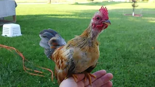 🐓Bantam Rooster Crowing Compilation 🐔 Mini Rooster Crow Sounds 😄