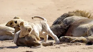 A morning spent with the white lion cub | WILDwatch | andBeyond Ngala