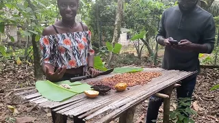 Ghana grows all our cacao; why can’t  they make chocolate | First cocoa farm by Tetteh Quashie
