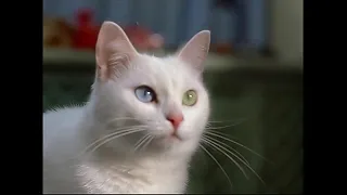 РЕКЛАМНЫЙ РОЛИК   WHISKAS