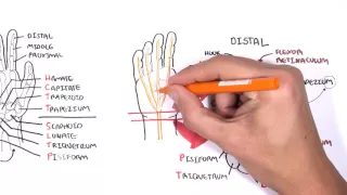 Clinical Anatomy - Hand, Wrist (palmar aspect/flexors)