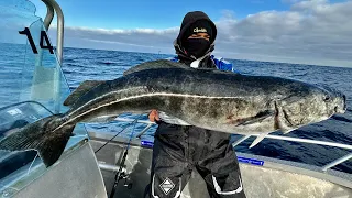 Angeln in Norwegen: Heilbutt-Wahnsinn vor der Insel Senja. 10 Tage im Vorgarten von Mefjord-Brygge..