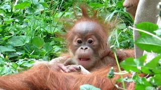 Emotional orangutan family moments