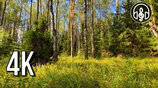 Spring birdsong in the morning forest. Beautiful 4K video for relaxation and sleep.