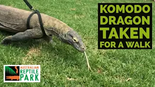 KOMODO DRAGON taken for walk!