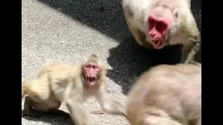 Mom monkey attacks mischief to protect her baby again