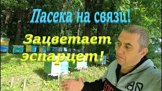 ✅Лесная пасека на связи! Начало цветения экспарцета! #ПЧЕЛОВОДСТВО2