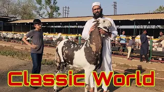 Heaviest Goats India | Nadeem Bhai Classic Goat Farm Bhiwandi | Full Height Wale Bakre.