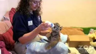 Cute Baby Tiger Cub Week 3