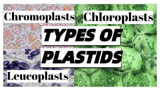 Types of PLASTIDS in plant cells and their functions