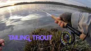 Fly Fishing Tailing Brown Trout Little Pine Tasmania