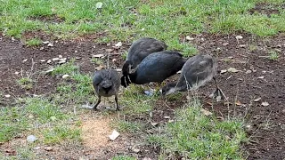 Coot family / Blässhuhn Familie