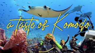 Delicious Diving with Blue Marlin Komodo