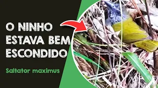 ENCONTREI NINHO DE TRINCA FERRO NO MATO