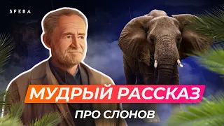 Истории из жизни про 👉 СЛОНОВ 👈  Мудрая мотивация