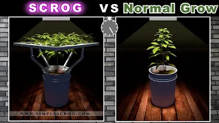 Scrog Grow vs Normal Grow (Animation)