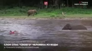 Слон спас "своего" человека из воды