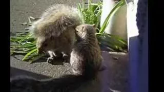 Adorable Young Squirrel Pair