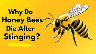 Why Do Honey Bees Die After Stinging?