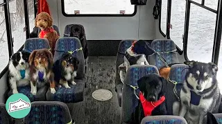 Dog Walker in Alaska Everyday Takes Dogs on a Ride in Minibus | Cuddle Dogs