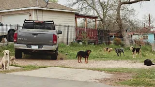 San Antonio Animal Care Services says they need more resources as calls for service increase